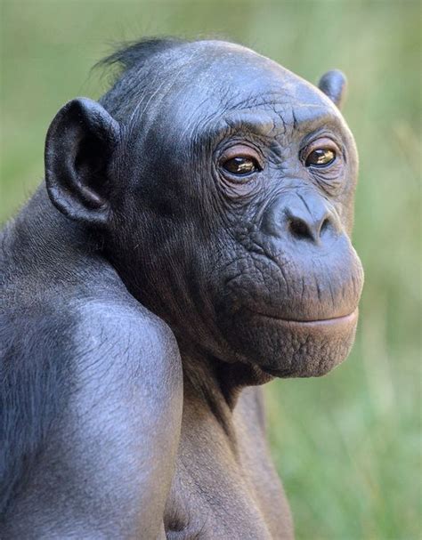 Bonobo | Animals wild, Primates, Bonobo