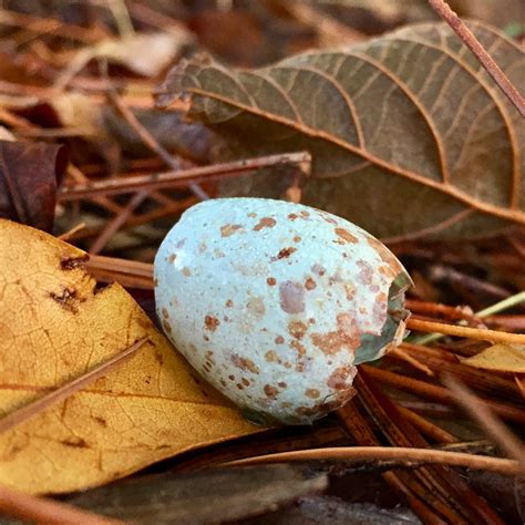 Signs of spring: cardinal egg on the ground – Benweb 3.2