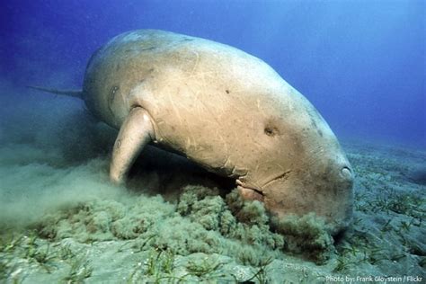 Interesting facts about dugongs | Just Fun Facts