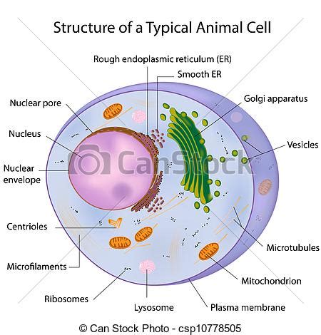 Ribosomes clipart 20 free Cliparts | Download images on Clipground 2024