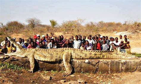 Worlds Largest Crocodile Ever Recorded