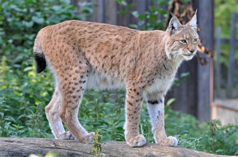 Eurasian Lynx | Euraziatische lynx of Los (Lynx lynx) GaiaPa… | Flickr