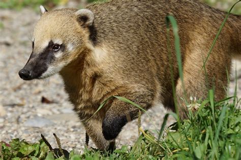 Coati,predator,mammal,south american coati,free pictures - free image ...