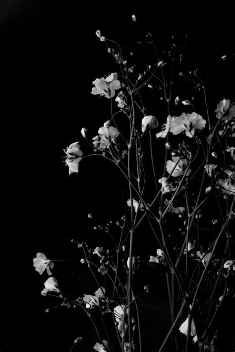 Download Dark HD Flowers Monochrome Phone Wallpaper | Wallpapers.com