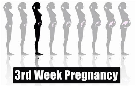 3 Weeks Pregnant - Symptoms, Baby Development, Tips & Body Changes