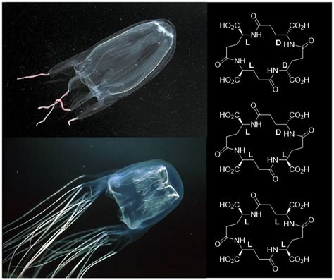 Box Jellyfish Venom Effects