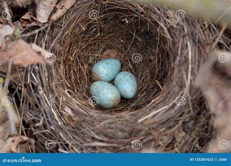 Three Turquoise Speckled Eggs in the Nest of the Eurasian Blackbird in ...