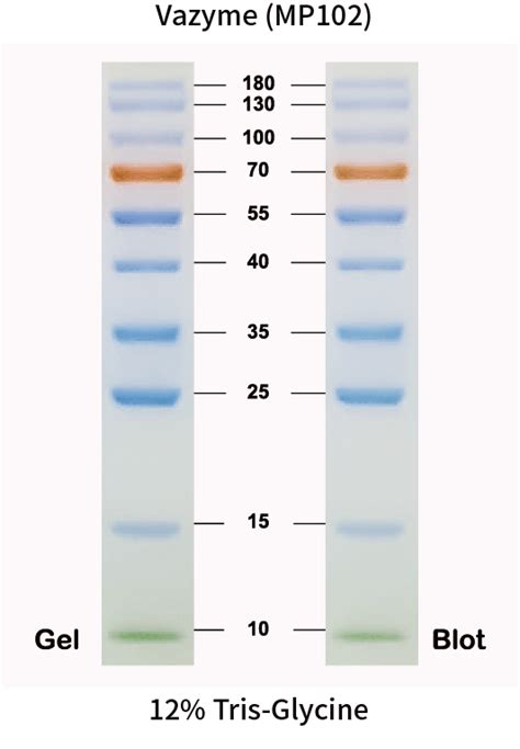 Protein ladder western blot - pcdop