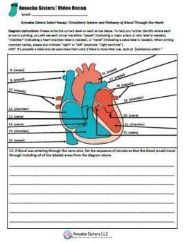 Circulatory System- SELECT Recap + Answer Key by Amoeba Sisters | TPT