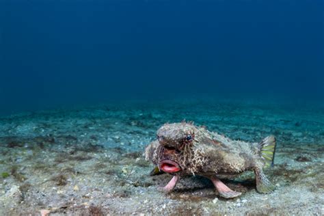 50 Weird Animals That Are Quite Unusual to Look At - Parade Pets