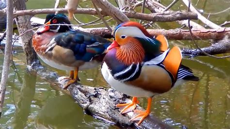 Mandarin Duck & Wood Ducks in the Wild - YouTube