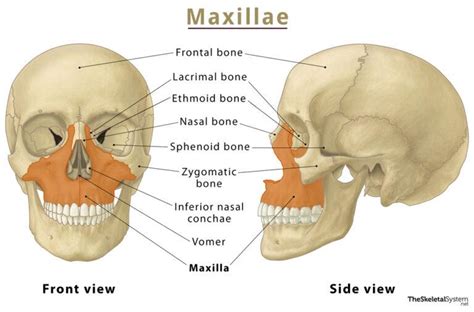 Maxilla – Location, Functions, Anatomy, & Diagram