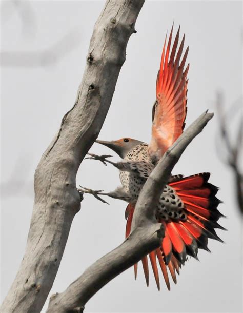 Scientists Solve The Mystery Of Why These Yellow Woodpeckers Got Red Wings