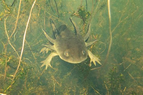 Barred Tiger Salamander Larvae