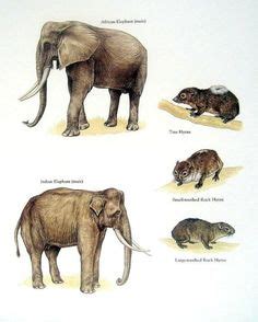 African elephant, Tree hyrax, Small toothed rock hyrax, Large toothed ...