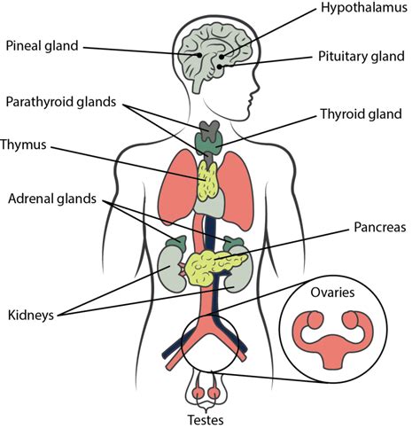 The Endocrine System (TM) - Trivium Test Prep Online Courses