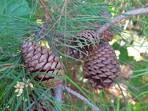 Pinus clausa, sand pine