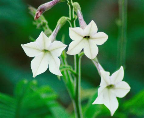 White Tobacco Flower Absolute (Nicotiana affinis) – Natural Alchemy