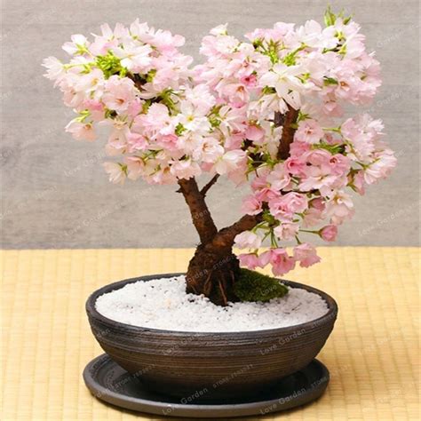 Mini Cherry Blossom Tree | [+] CHERRY BLOSSOM