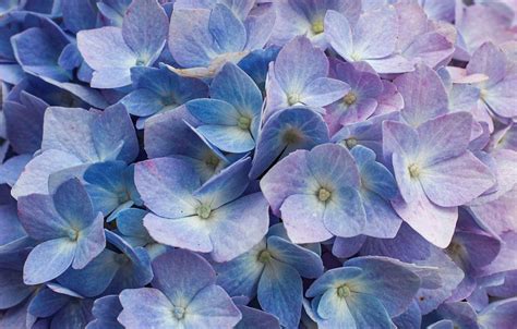 Hydrangea Macro Floral Photograph by Stephanie Dailey | Fine Art America