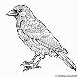 Crow Coloring Pages  Free & Printable sketch template
