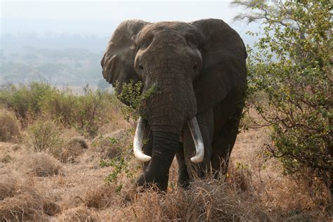 File:African bull elephant Tanzania.jpg - Wikimedia Commons