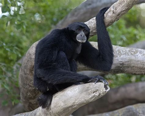 Siamang Gibbon - Facts, Diet, Habitat & Pictures on Animalia.bio