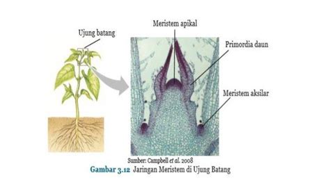 Struktur dan Fungsi Jaringan Tumbuhan: Jaringan Meristem dan Jaringan Dewasa, Beserta Contohnya ...