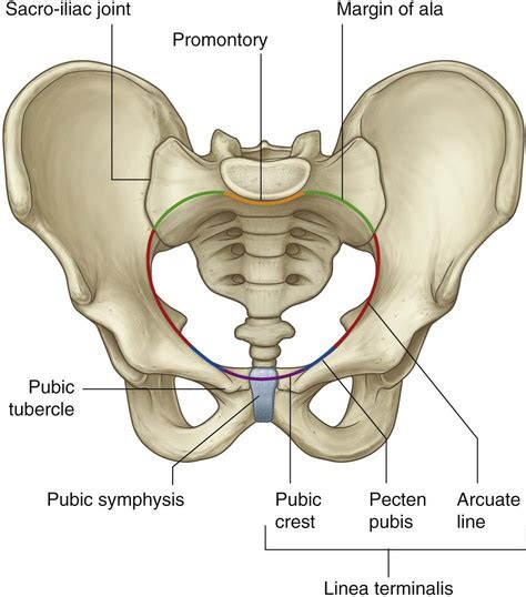 Pelvic Cavity Shape