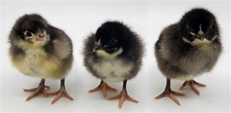 Day Old Chick Identification – Meyer Hatchery