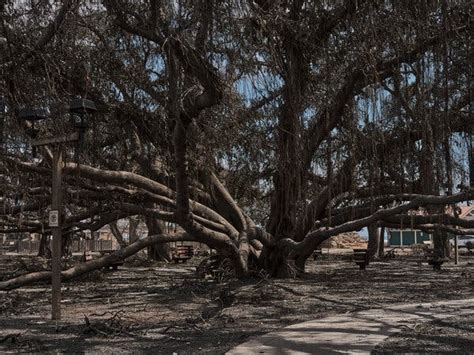 Opinion | The Maui Fire Spared Lahaina’s Banyan Tree - The New York Times