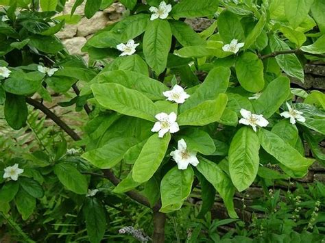 Medlar, 'Breda Giant' | Flowering trees, Specimen trees, Deciduous trees