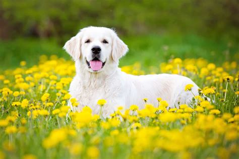 White Golden Retriever Breeders: 5 Places To Get A Goldie