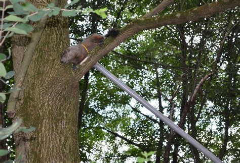 From My Hearth to Yours: Stuck on a Limb? How to Rescue Animals Trapped In Trees