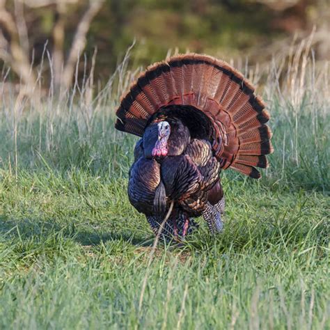 Turkey Hunting Guides Minnesota | Watson Hunting Camp & Bar