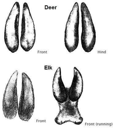 Difference Between Cow And Bull Elk Tracks - All About Cow Photos