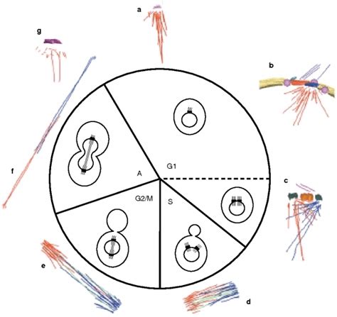 Budding In Yeast Diagram