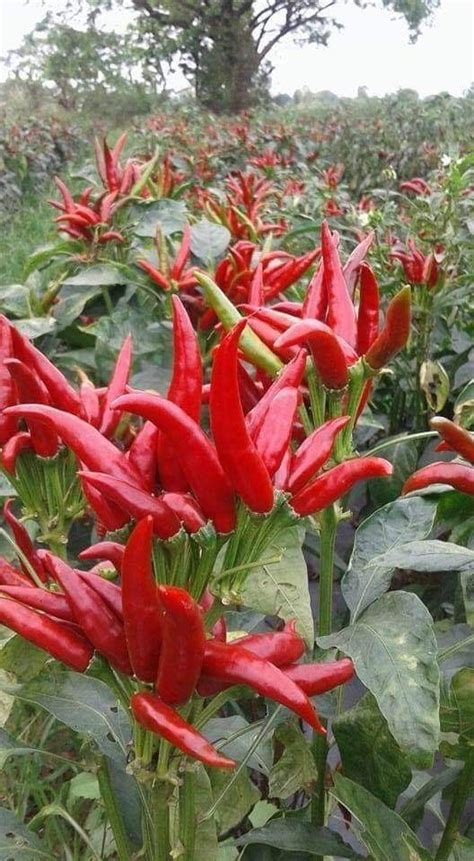 Red chilli | Small vegetable gardens, Chilli plant, Vegetable garden diy