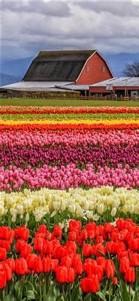 Tulip Fields of Netherlands iPhone X Wallpapers Free Download