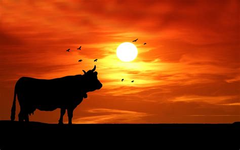 Cow Sunset Silhouette Free Stock Photo - Public Domain Pictures