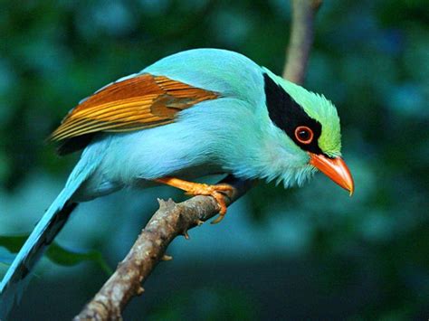 Exotic Bird Wallpapers - Top Free Exotic Bird Backgrounds - WallpaperAccess