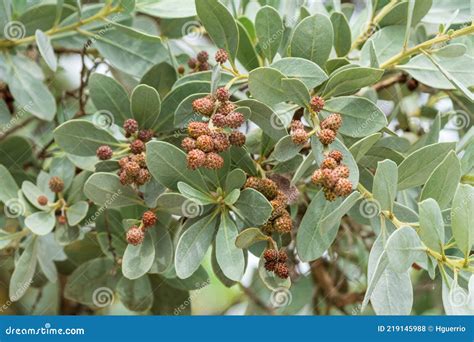 Silver Buttonwood Tree Closeup Conocarpus Erectus Var. Sericeus - Hollywood, Florida, USA Stock ...