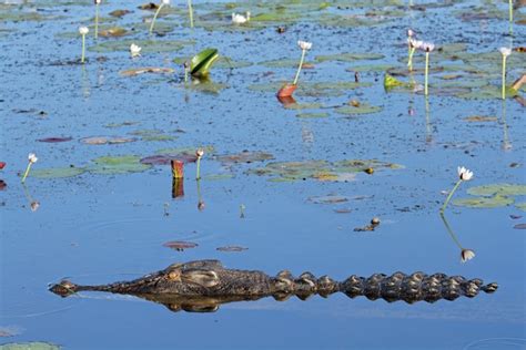 Crocodile Habitat - Crocodile Facts and Information