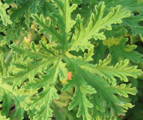 Mosquito Plant Geranium - How To Care For Citronella Mosquito Plants