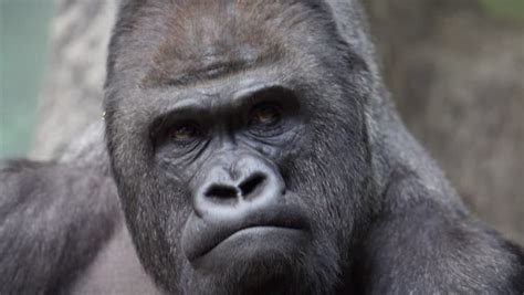 Sad Gorilla Stock Footage Video 1605202 | Shutterstock