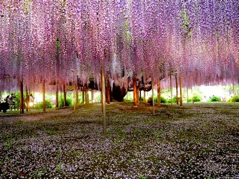 Haute Finds: Wisteria Tunnel