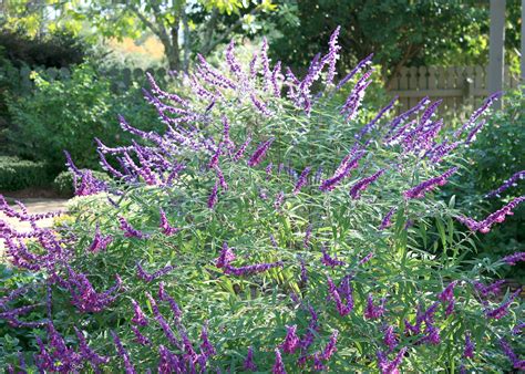 Salvia varieties create colorful, informal feel | Mississippi State ...