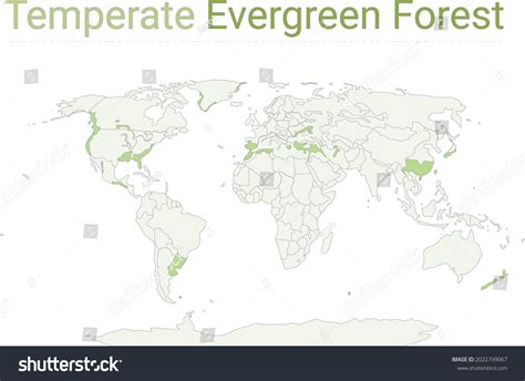 Temperate Evergreen Forest Map World Temperate Stock Vector (Royalty Free) 2022799067 | Shutterstock