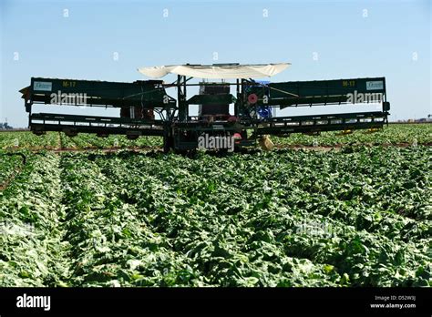 Lettuce harvesting equipment in the field Stock Photo - Alamy