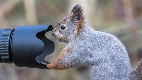 AMAZING VIDEO: Squirrel steals GoPro, climbs up tree, then drops it ...